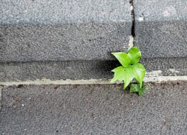 012 - icod de los vinos